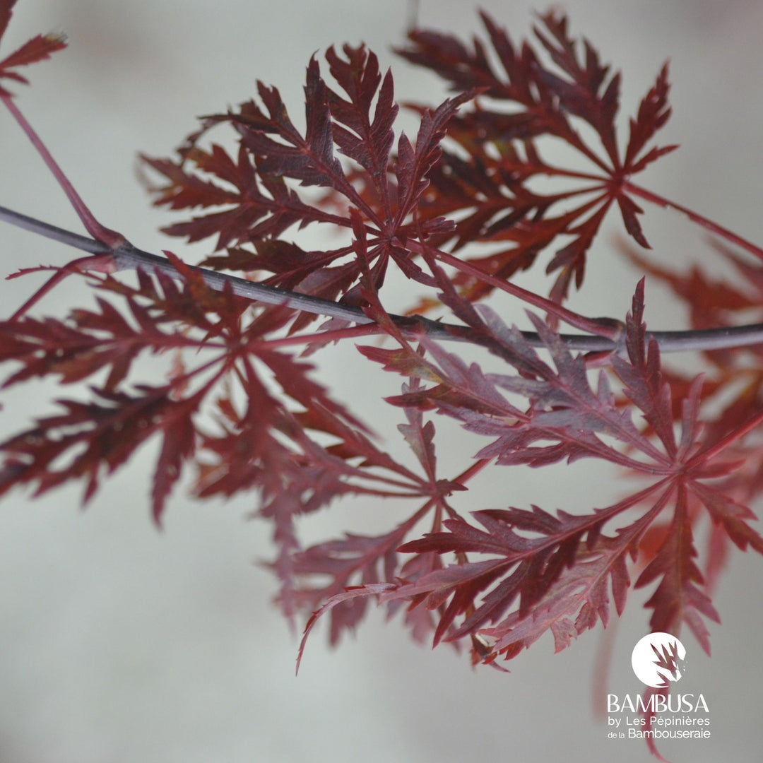 Acer palmatum dissectum &