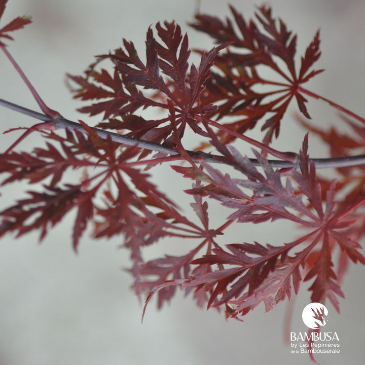 Acer palmatum dissectum &