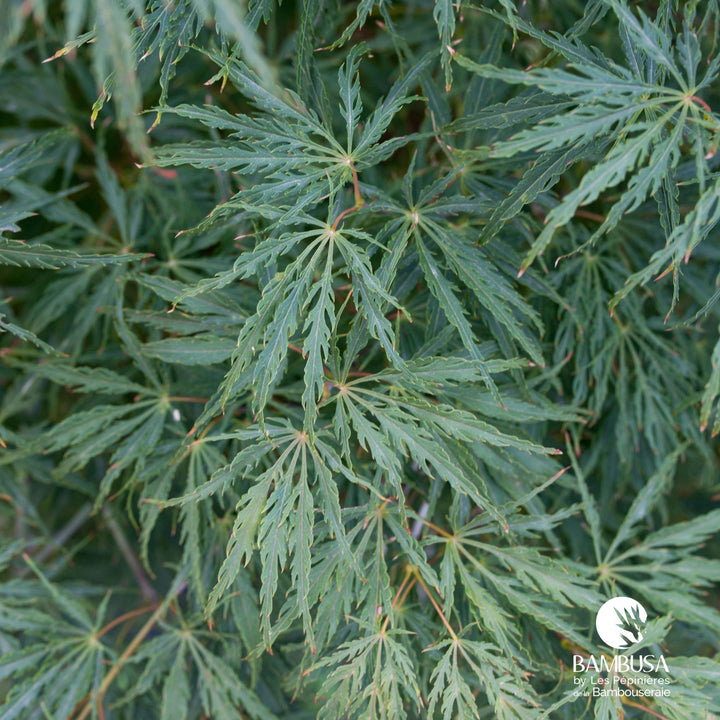 Acer palmatum dissectum &