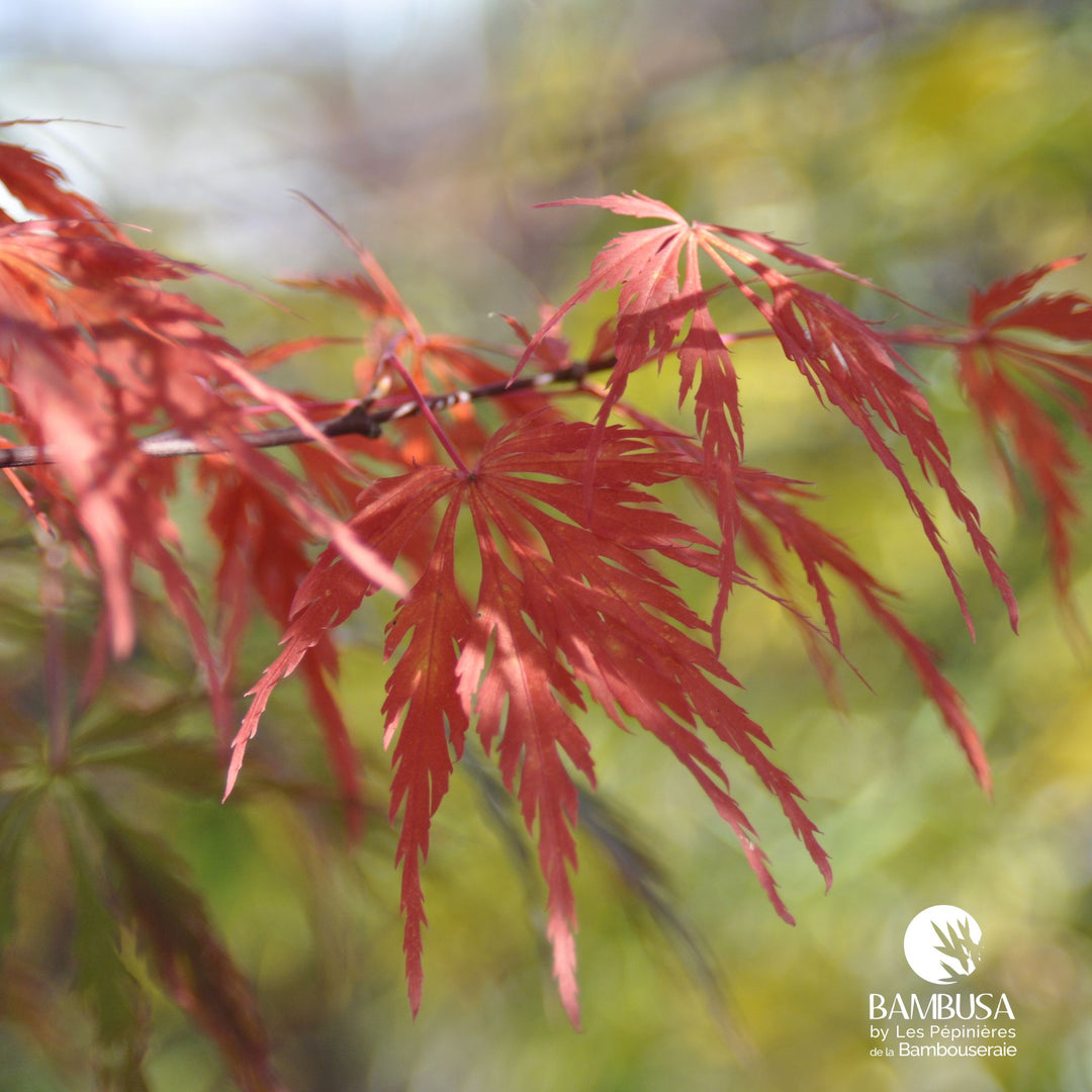 Acer palmatum dissectum &