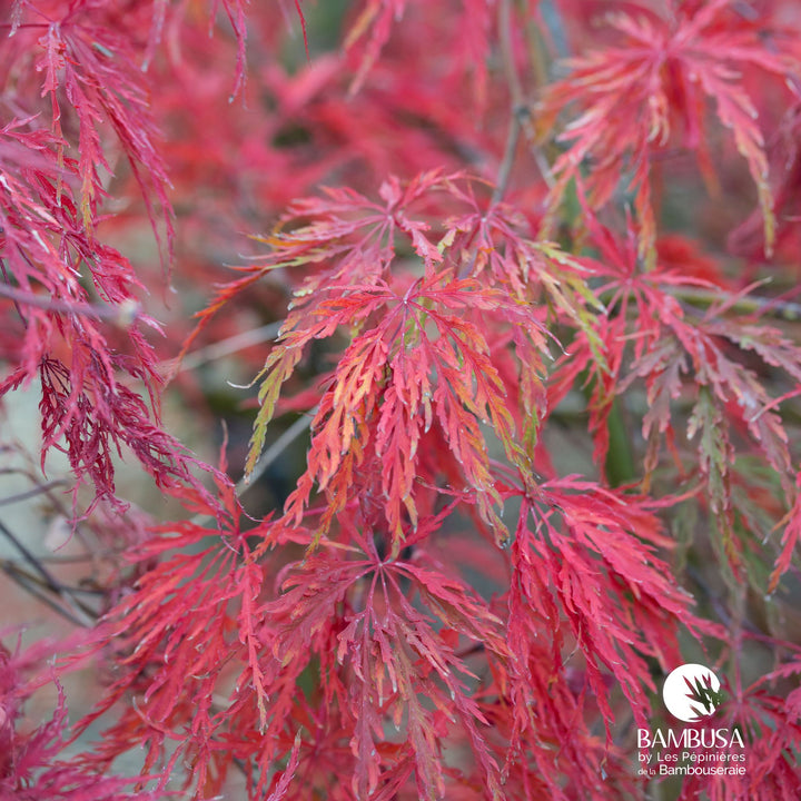 Acer palmatum dissectum &