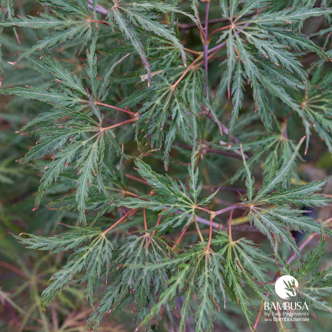 Acer palmatum dissectum &