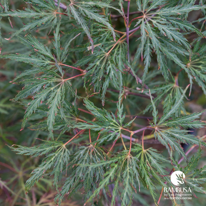 Acer palmatum dissectum &