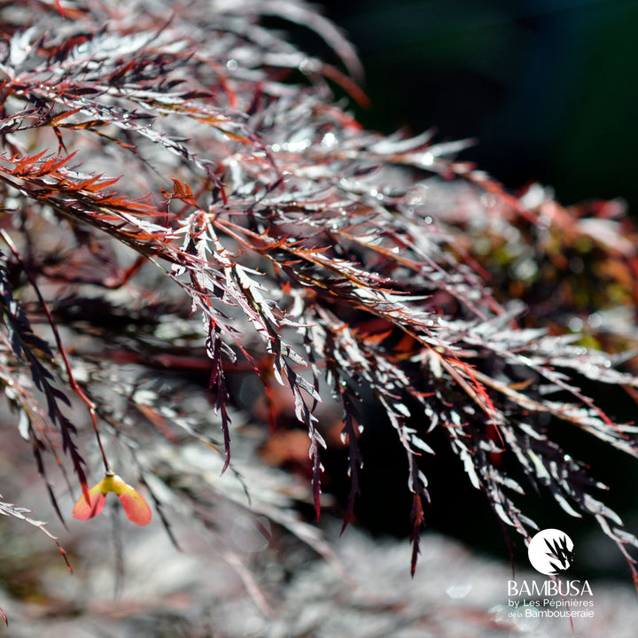 Acer palmatum dissectum &
