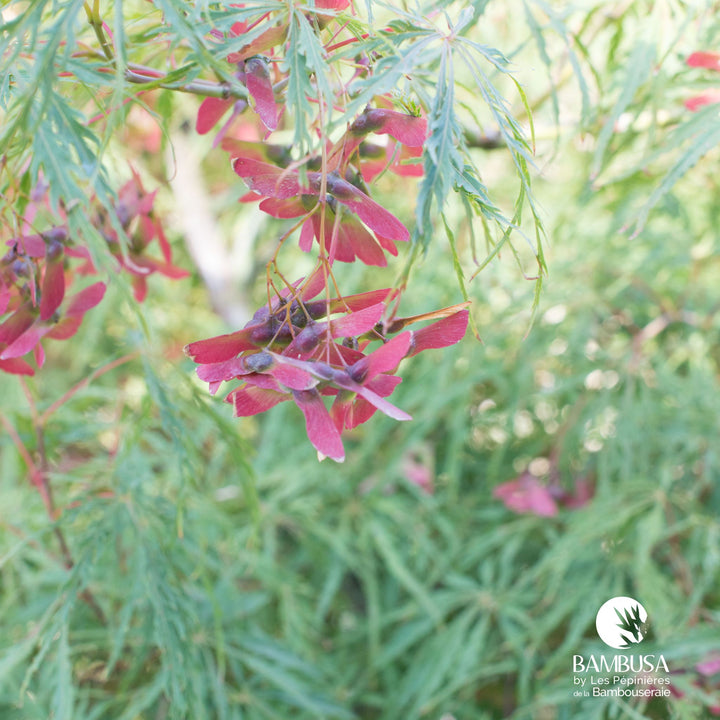 Acer palmatum dissectum &