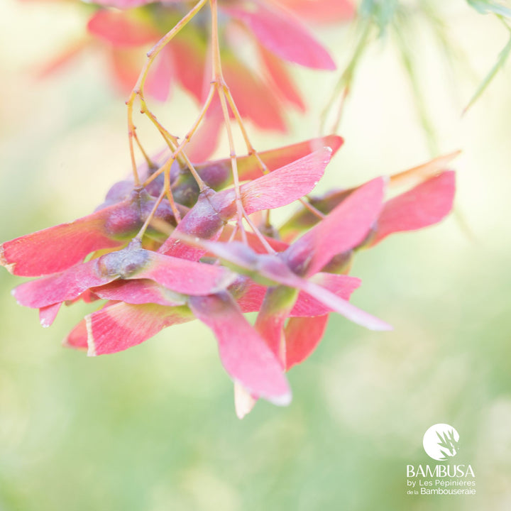 Acer palmatum dissectum &