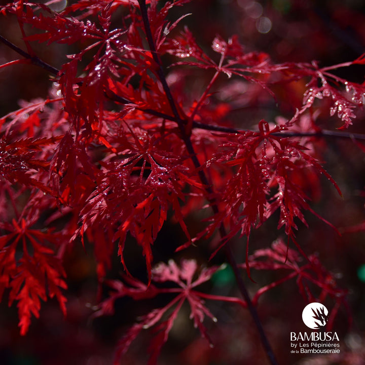 Acer palmatum dissectum &