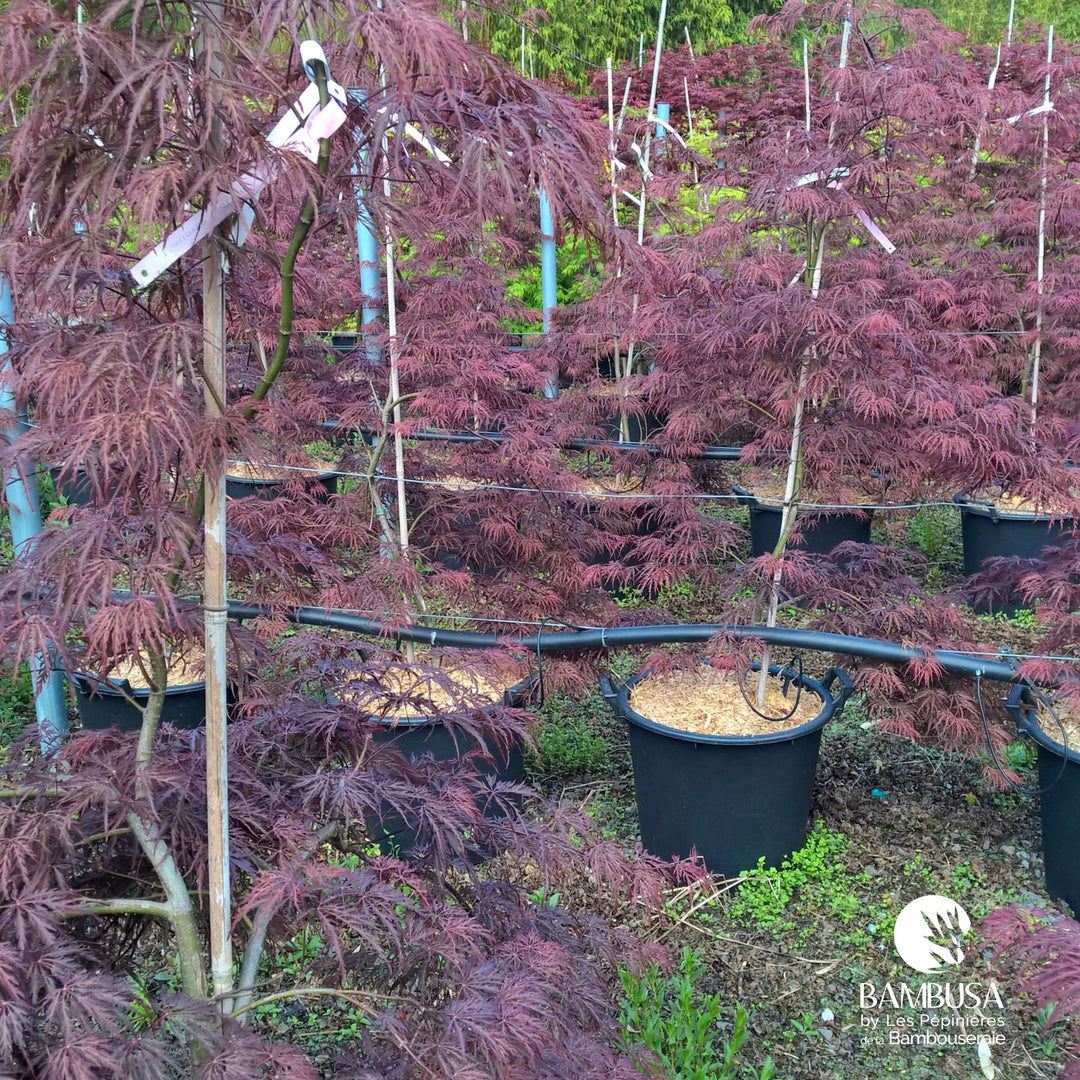 Acer palmatum dissectum &