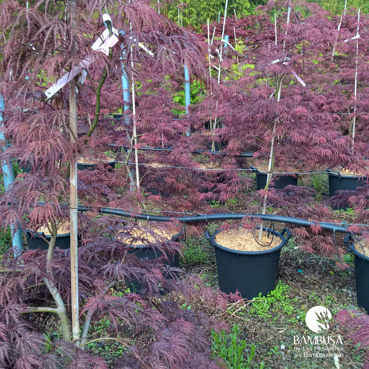 Acer palmatum dissectum &