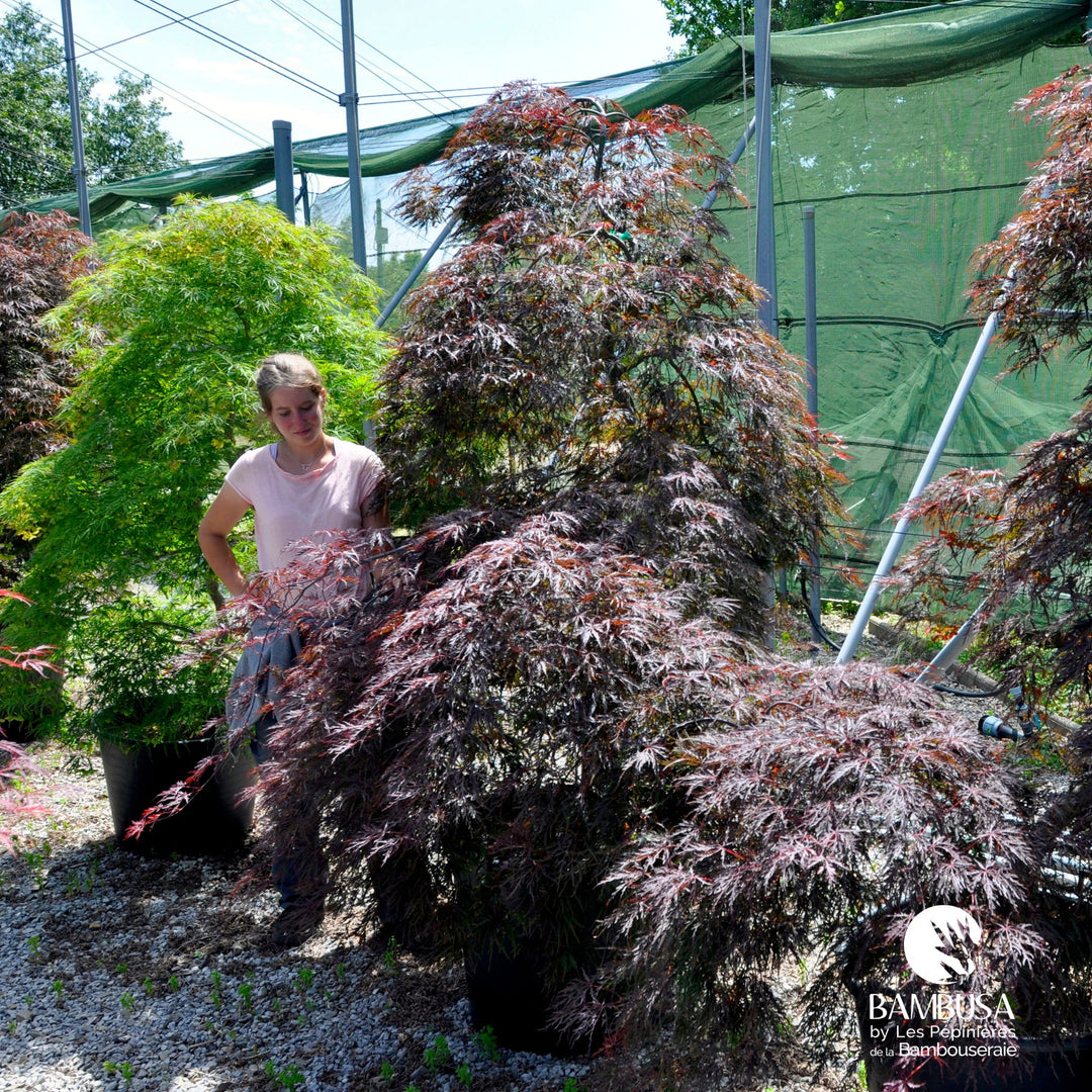 Acer palmatum dissectum &