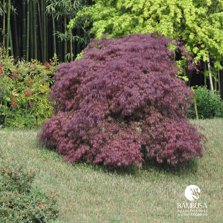 Acer palmatum dissectum &