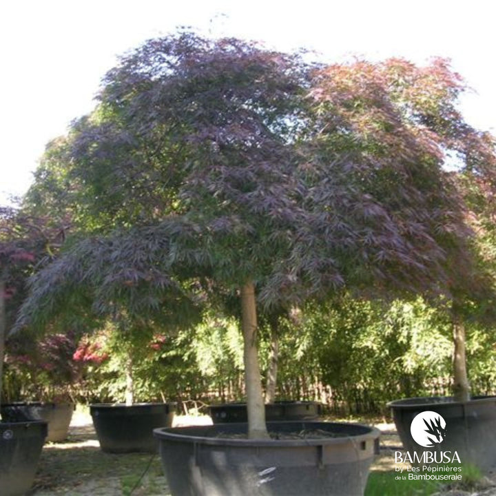 Acer palmatum dissectum &