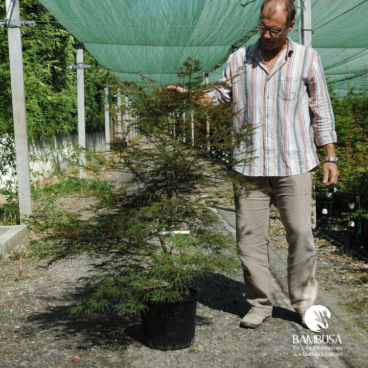 Acer palmatum dissectum &
