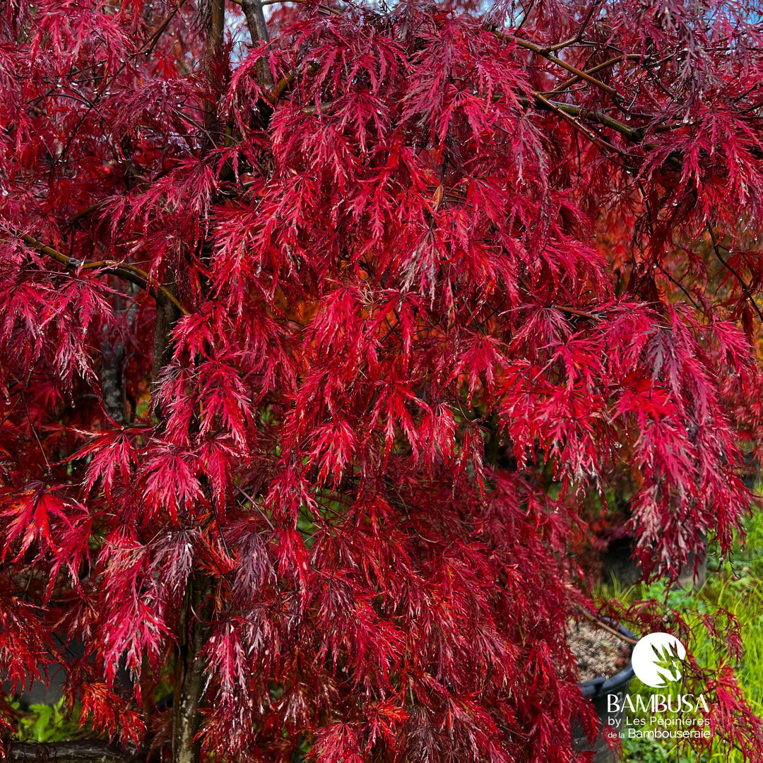 Acer palmatum dissectum 'Inaba-Shidare' | Érable du Japon 'Inaba-Shidare'