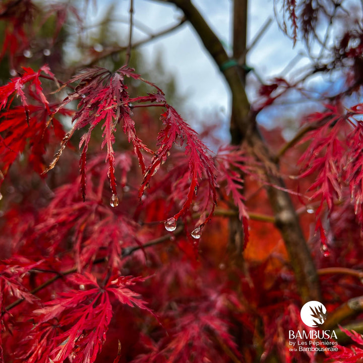 Acer palmatum dissectum &