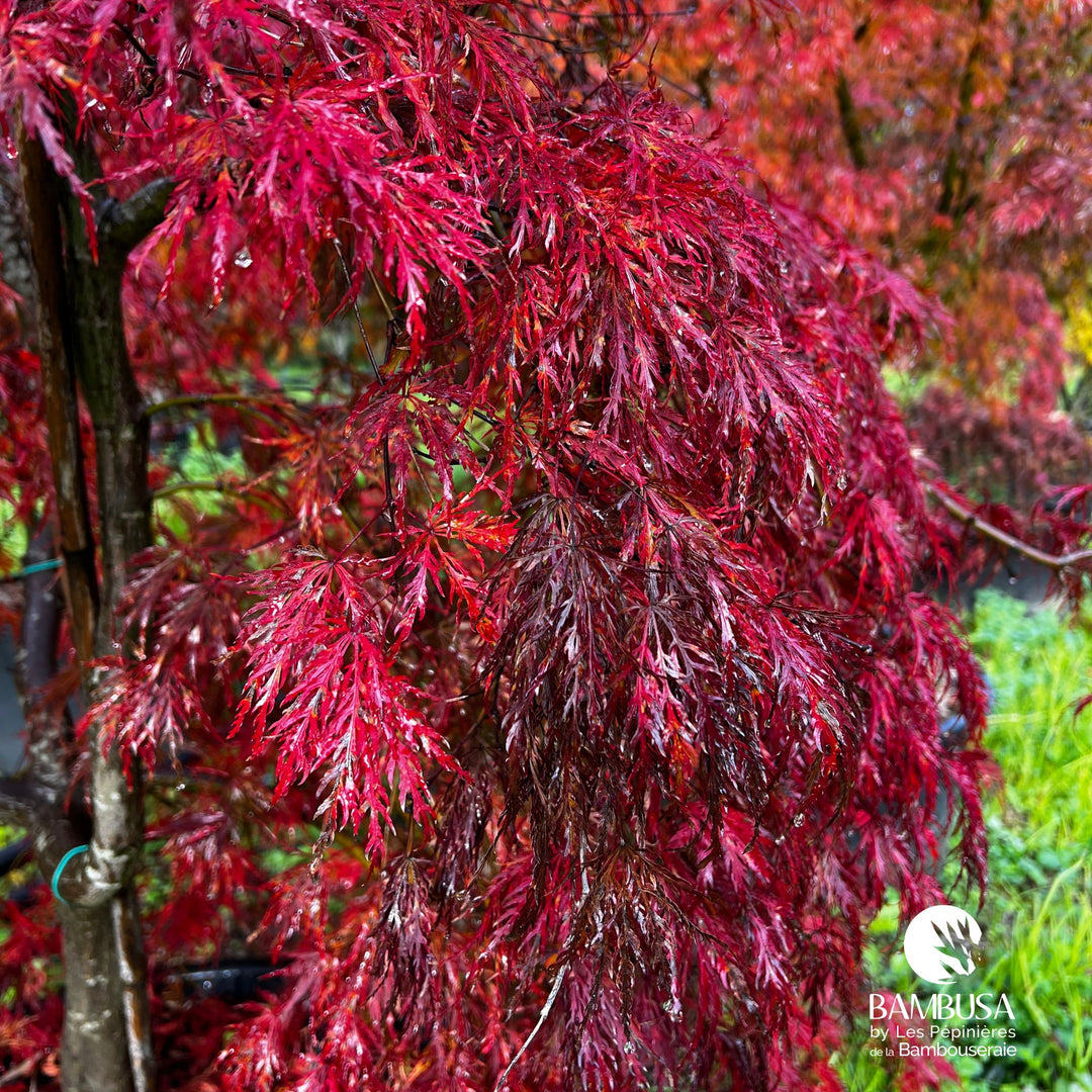 Acer palmatum dissectum &