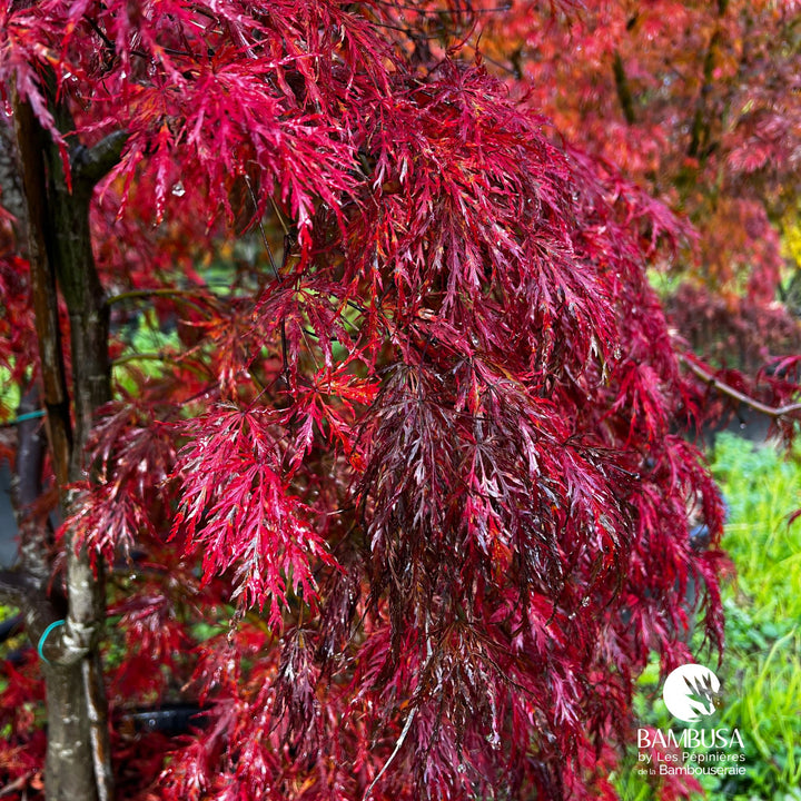 Acer palmatum dissectum &