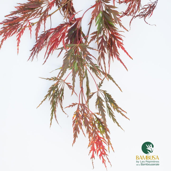 Acer palmatum dissectum &