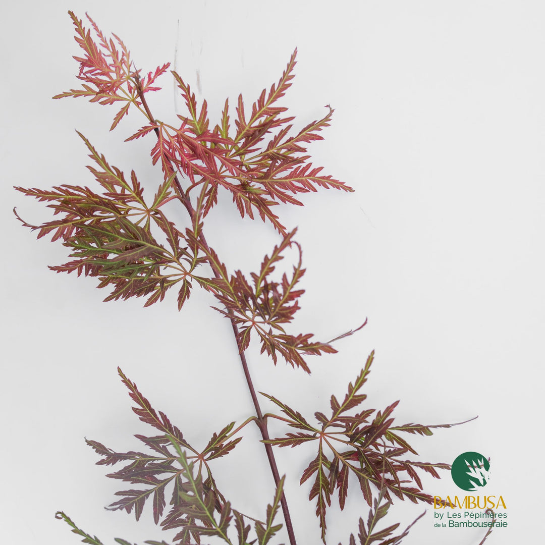 Acer palmatum dissectum &