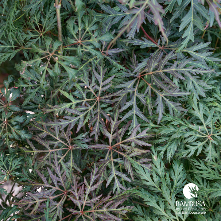 Acer palmatum dissectum &