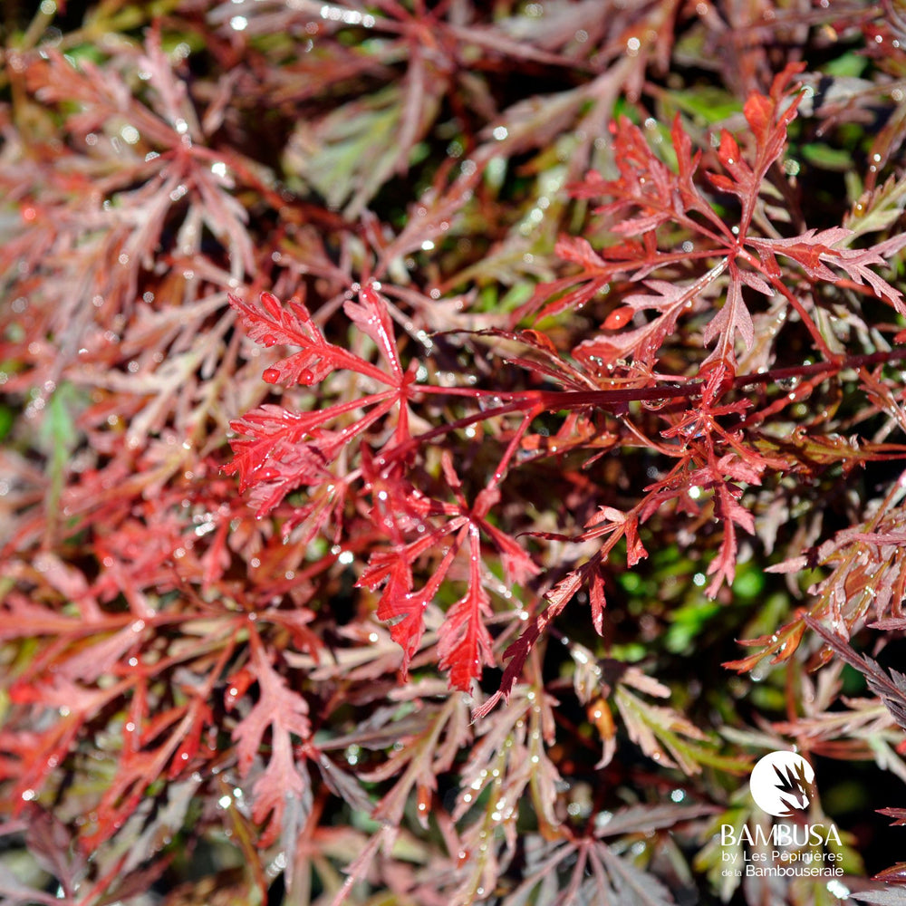 Acer palmatum dissectum 'Orangeola' — hauteur adulte : 2,5 à 5 m