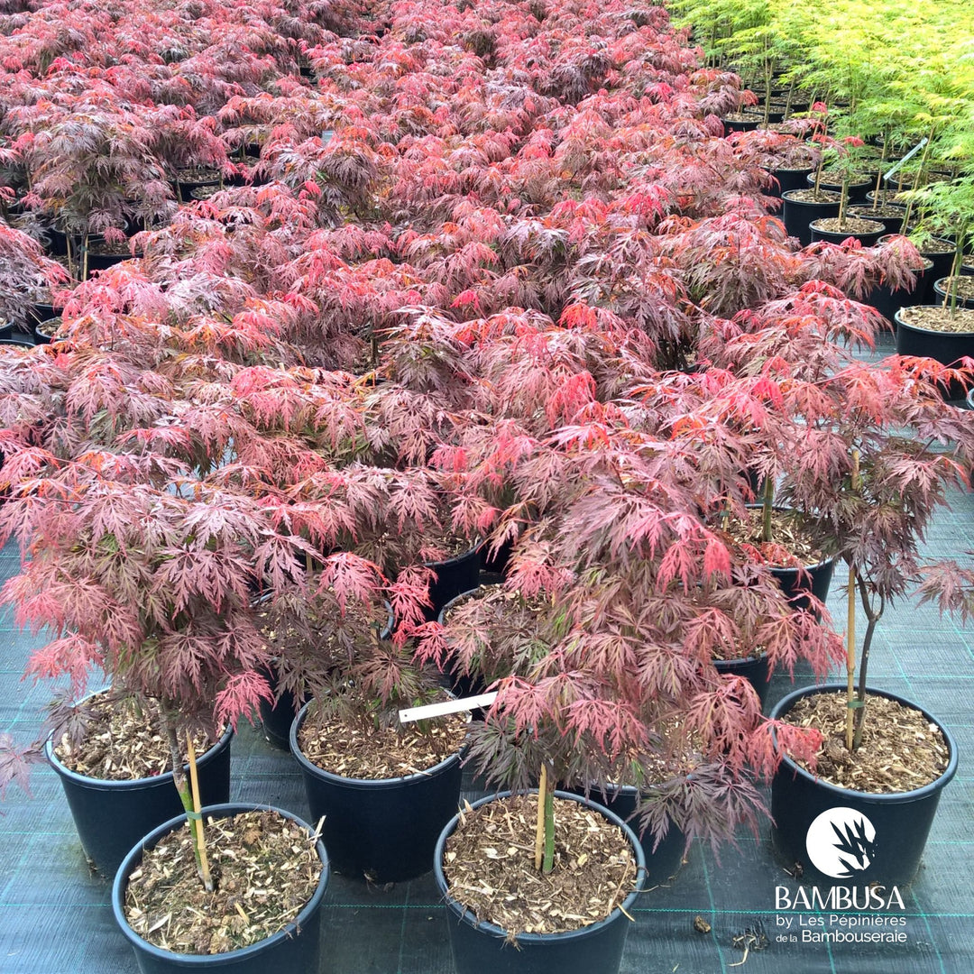 Acer palmatum dissectum &