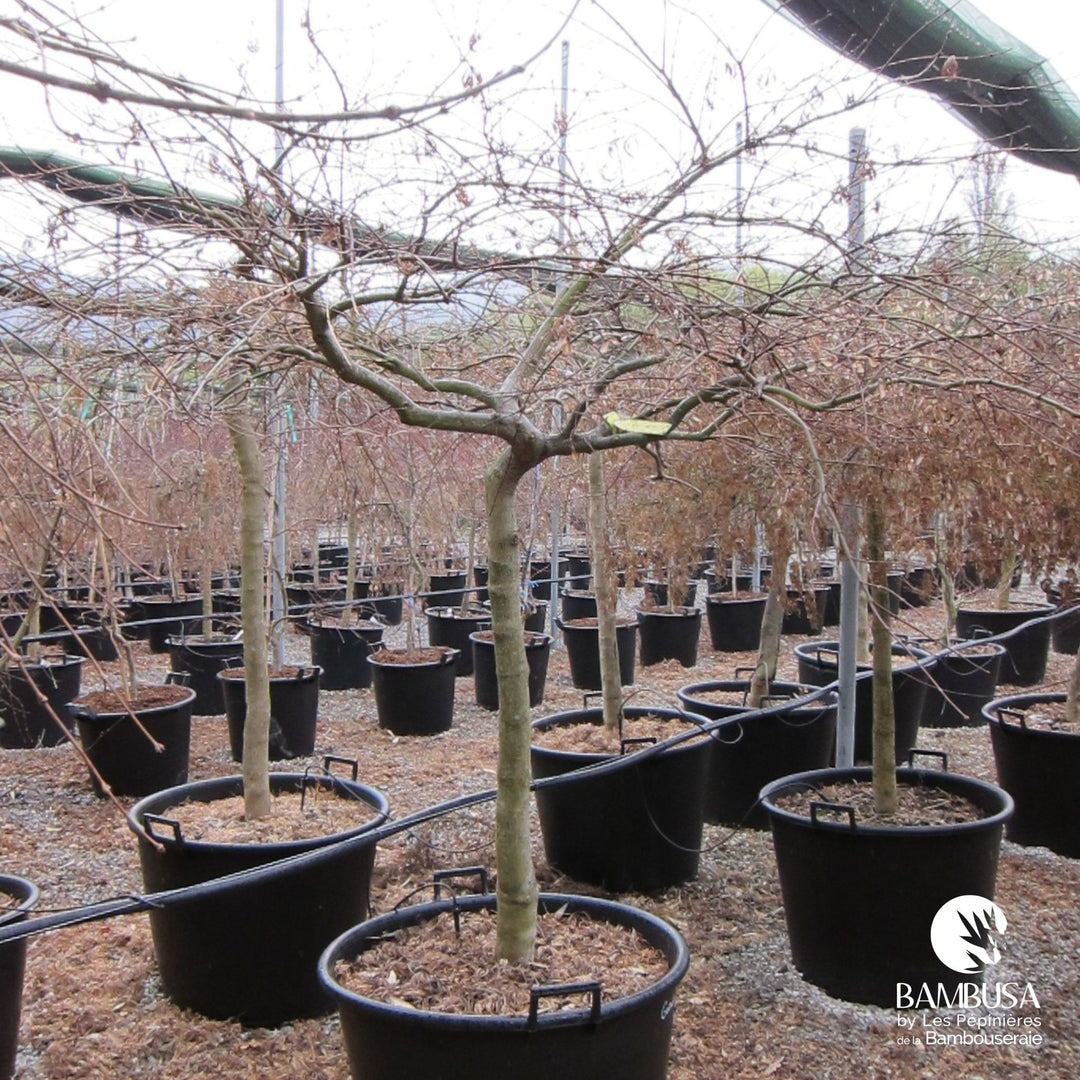 Acer palmatum dissectum &