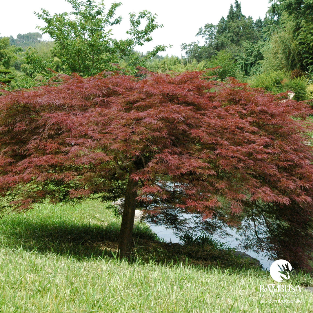 Acer palmatum dissectum &