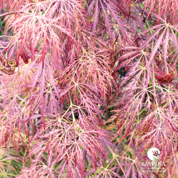 Acer palmatum dissectum &