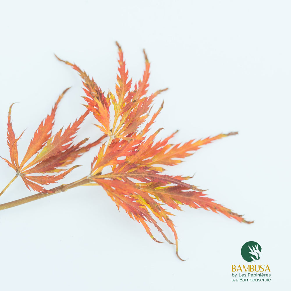 Érable du Japon 'Rubrifolium' au feuillage rouge