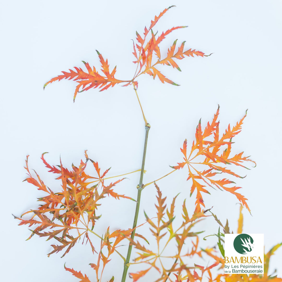 Acer palmatum dissectum &