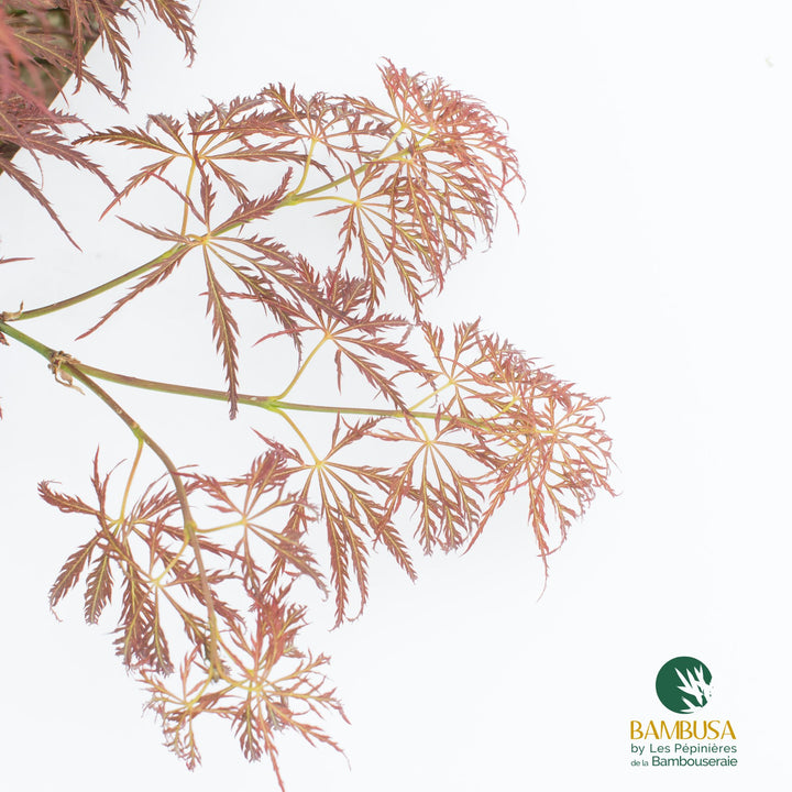 Acer palmatum dissectum &