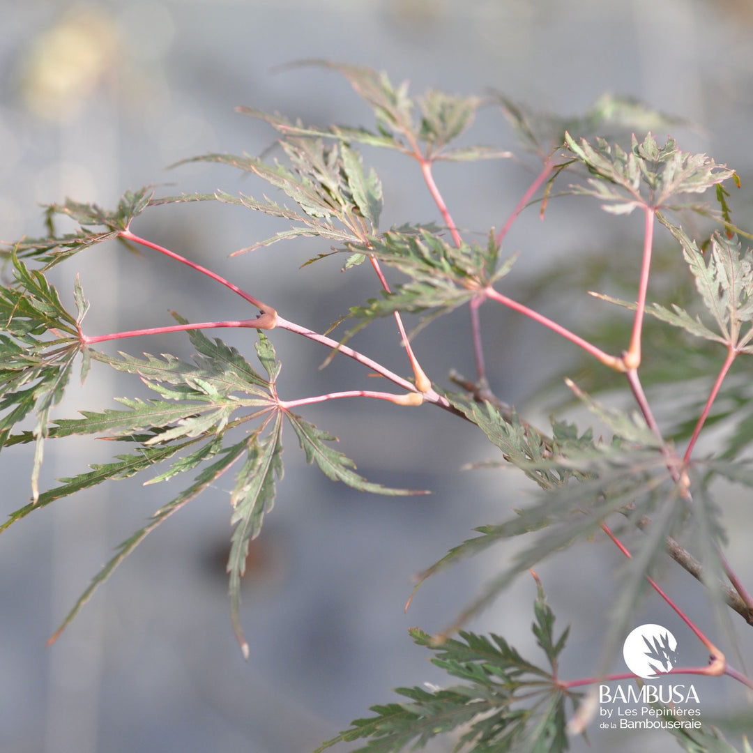 Acer palmatum dissectum &