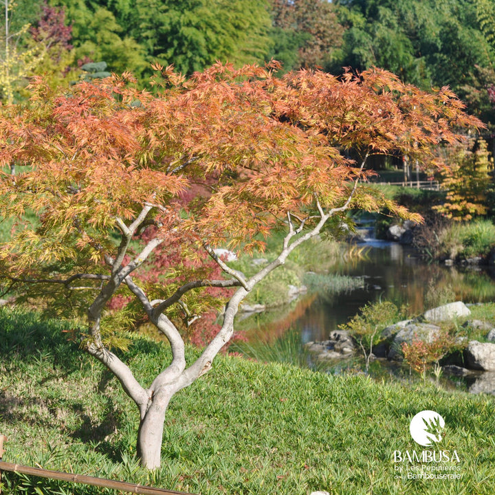 Acer palmatum dissectum &