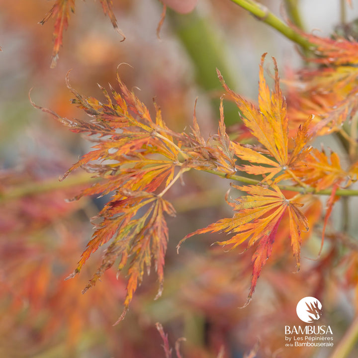 Acer palmatum dissectum &