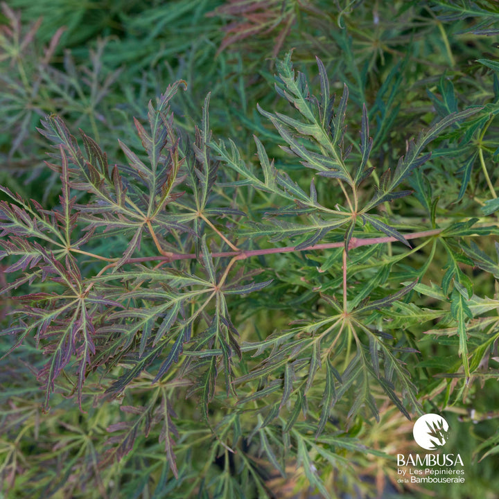 Acer palmatum dissectum &