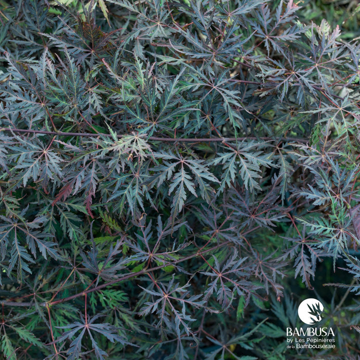 Acer palmatum dissectum &