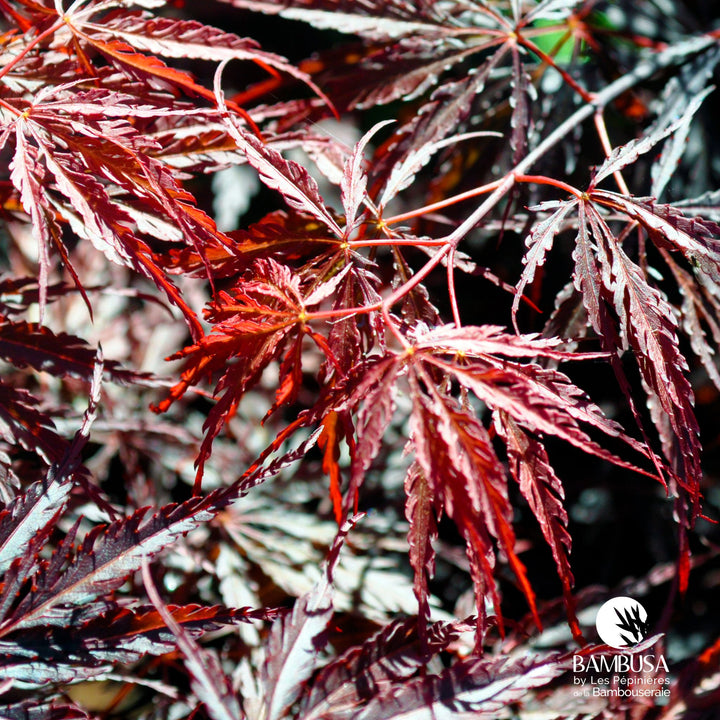 Acer palmatum dissectum &