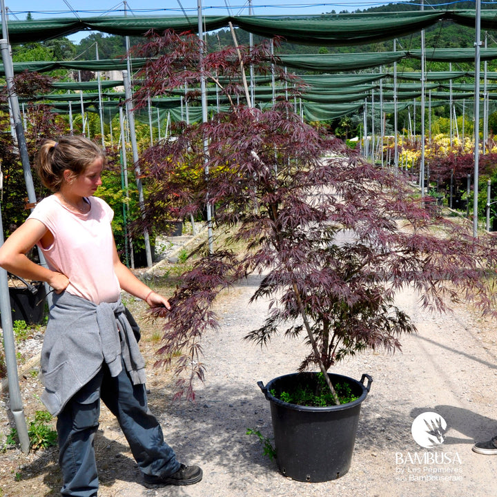 Acer palmatum dissectum &