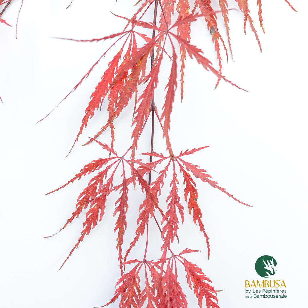 Érable du Japon &