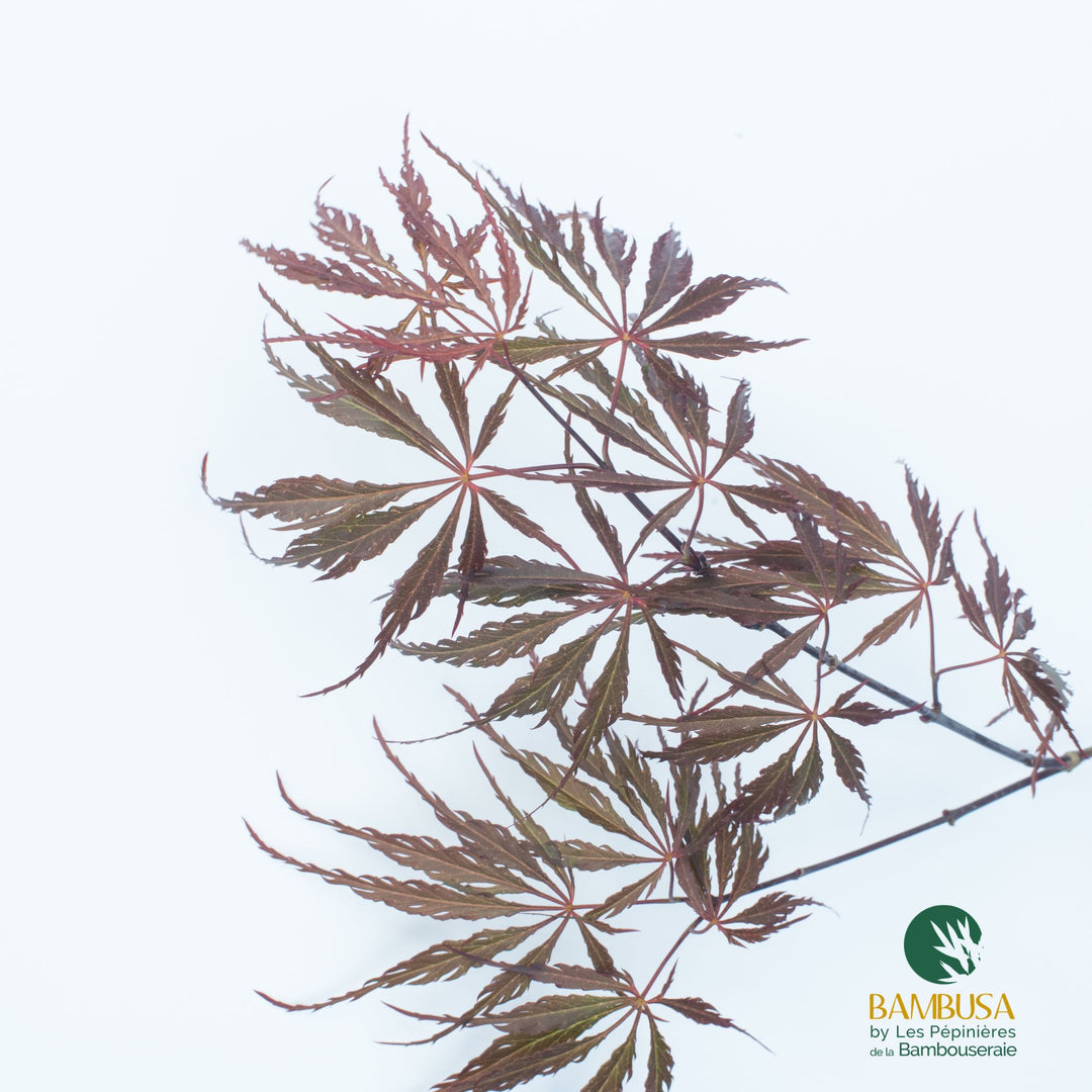 Acer palmatum dissectum &