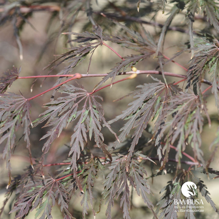 Acer palmatum dissectum &