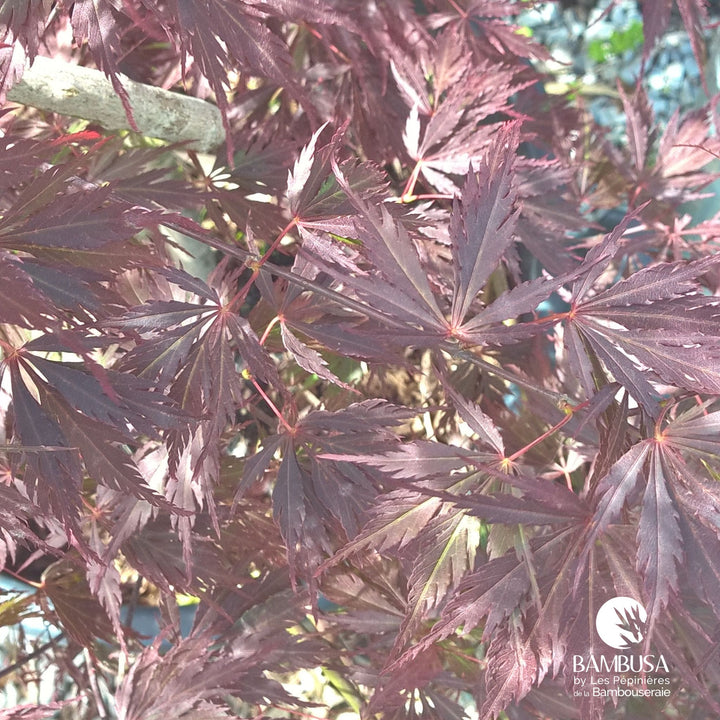 Acer palmatum dissectum &
