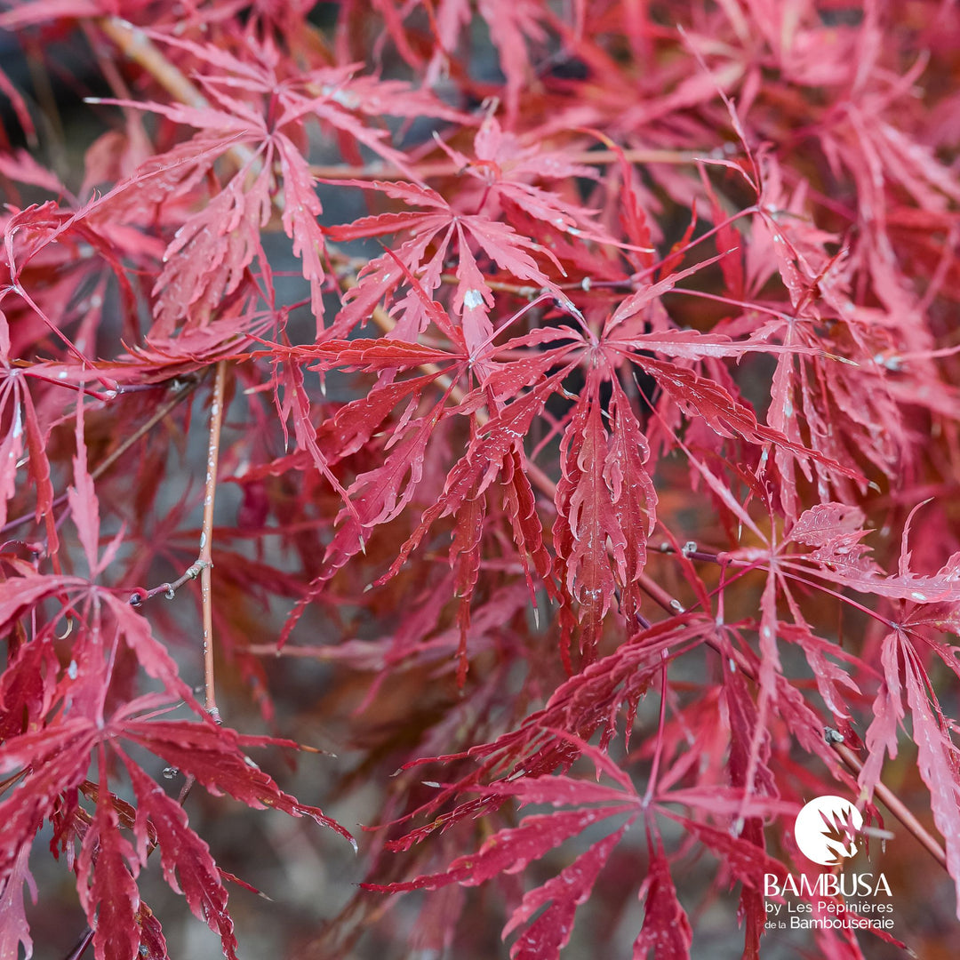 Acer palmatum dissectum &