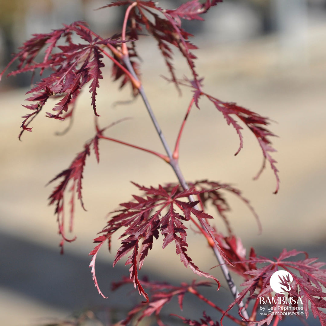Acer palmatum dissectum &