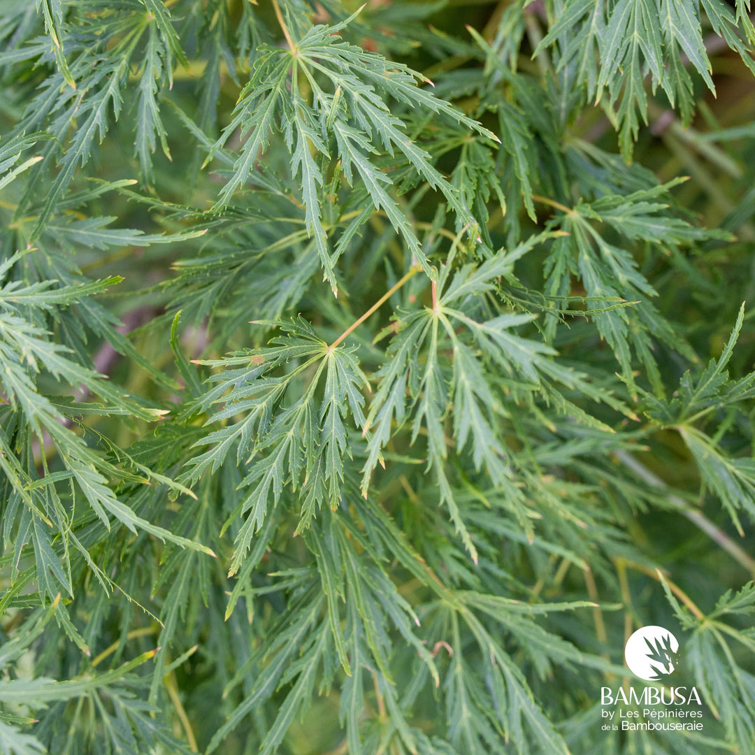 Acer palmatum dissectum &