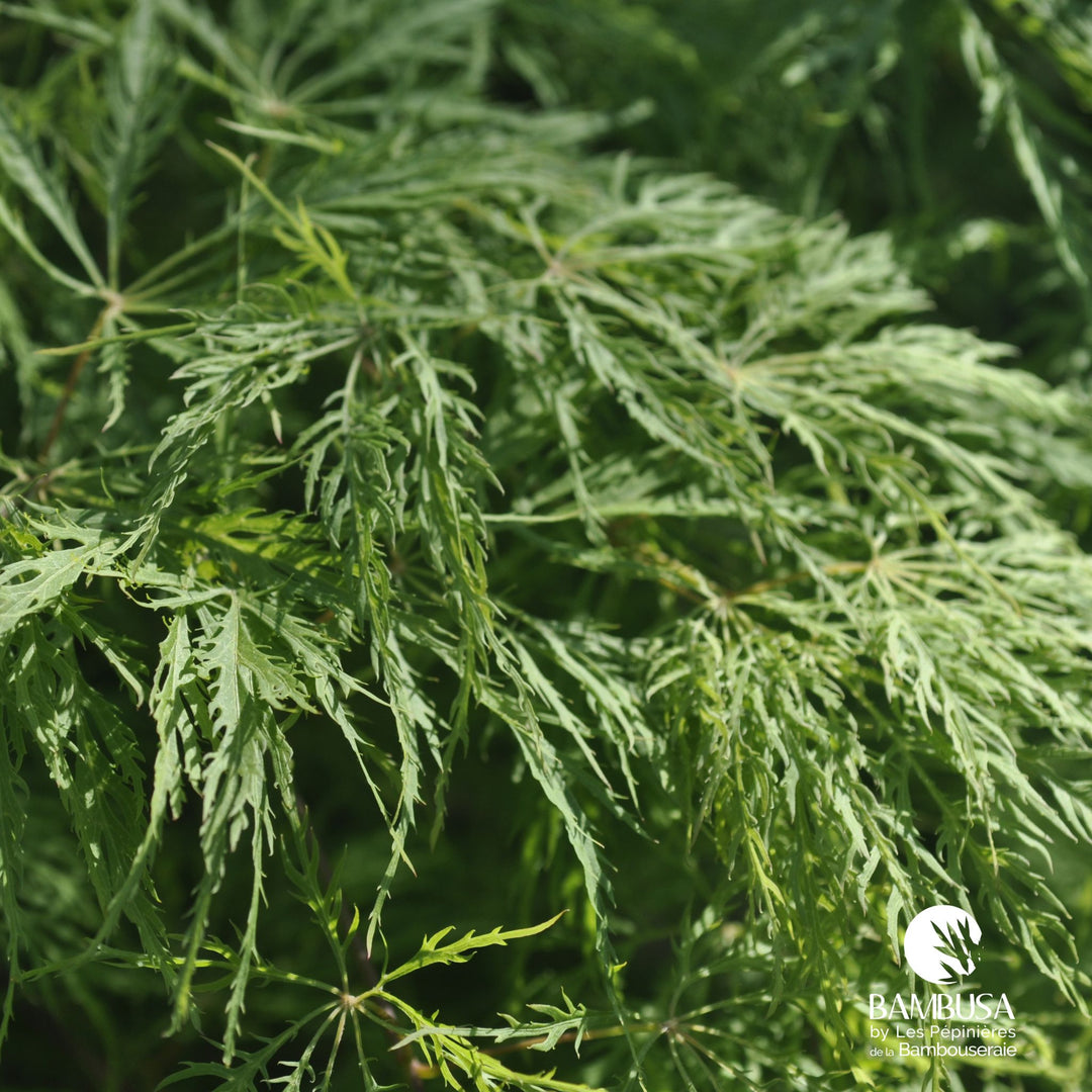 Acer palmatum dissectum &