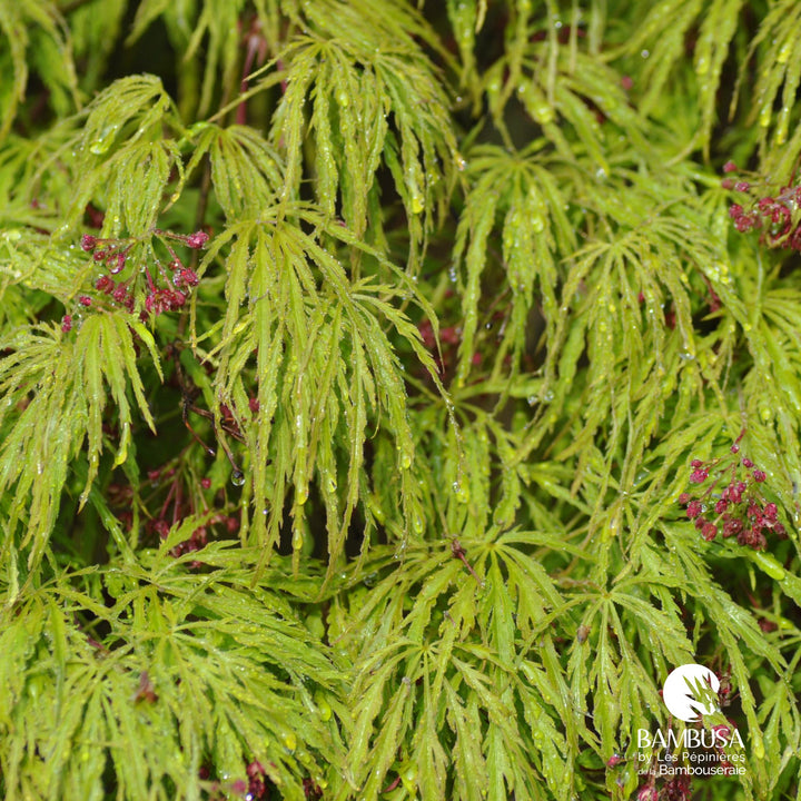 Acer palmatum dissectum &