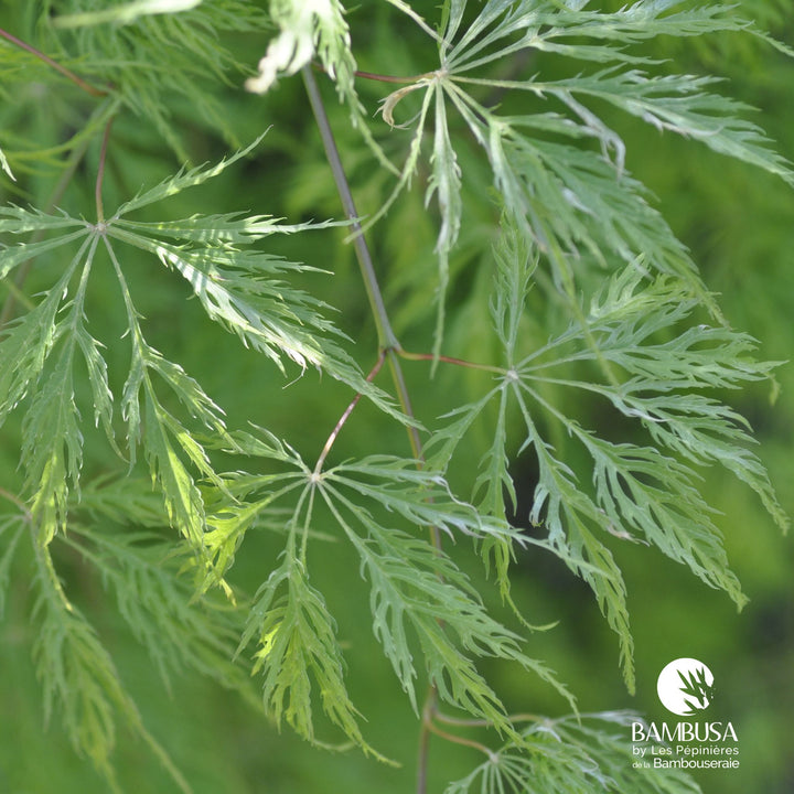 Acer palmatum dissectum &