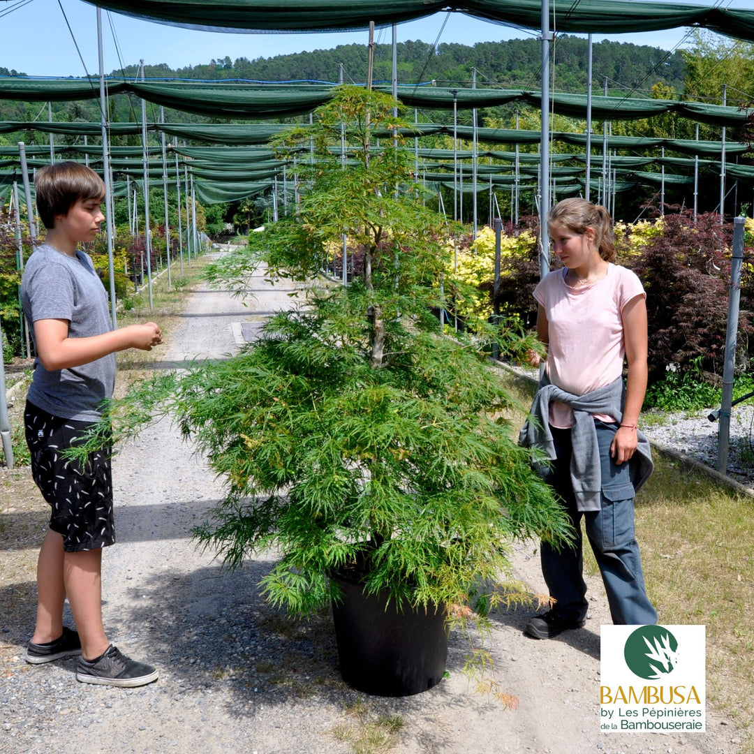 Acer palmatum dissectum &